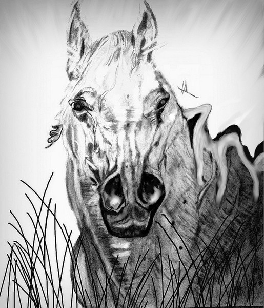 Horse Of Course
