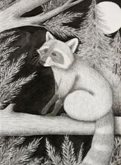 Raccoon