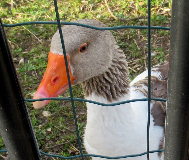 THE PRISONNER 