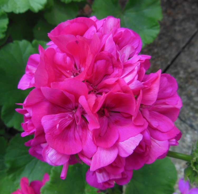 VIBRANT PINK GERANIUM