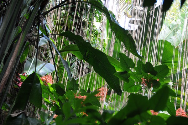 rainforest