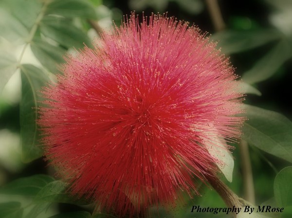 Bottle Brush Flower