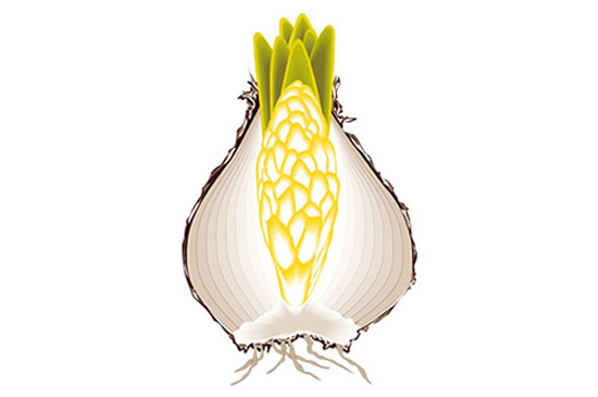 Flower Bulb

