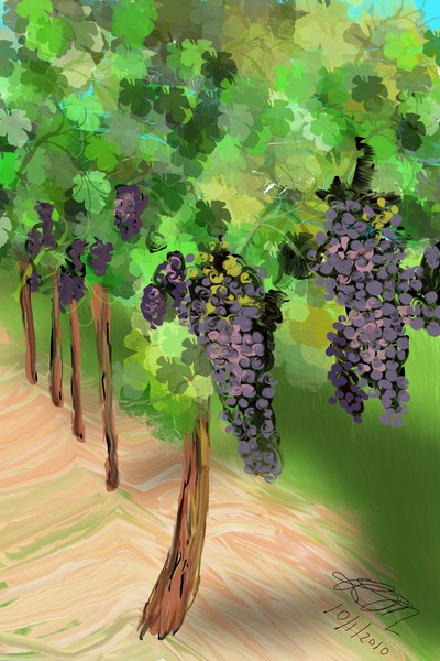 grapes on the vine