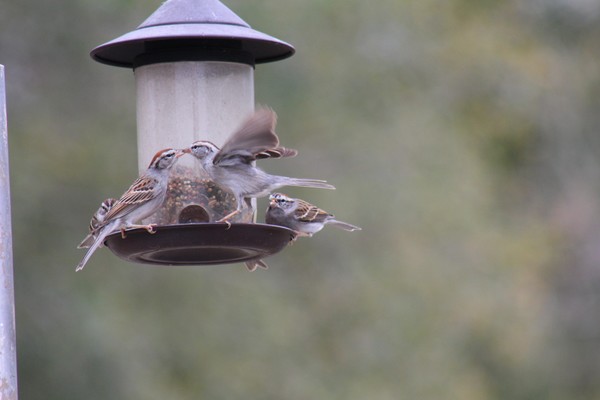 I'll close your beak so you can't eat...