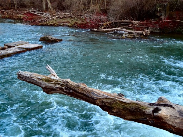 driftwood 