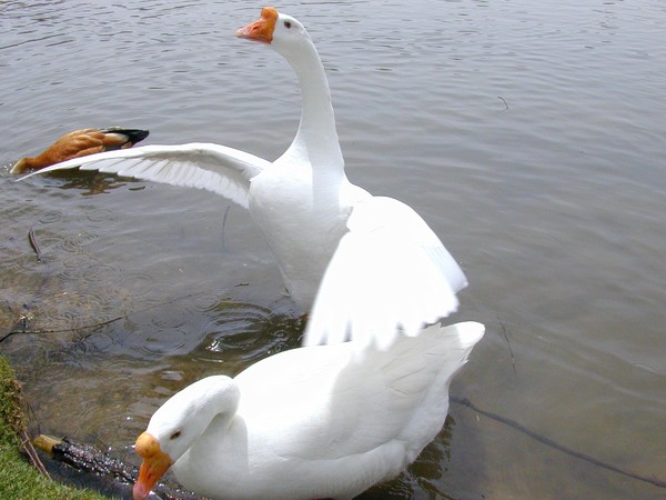 Get Your Wings