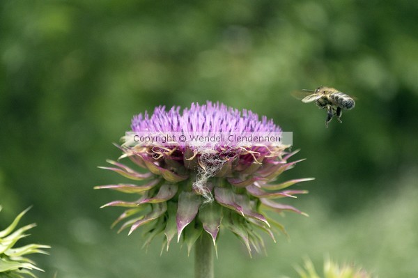Honey Bee Landing