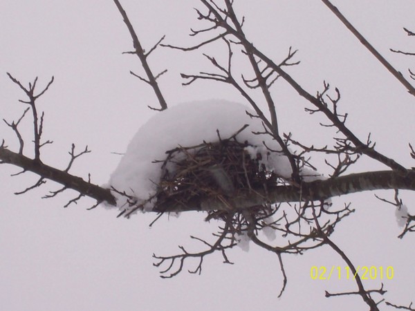 The Snow Nest