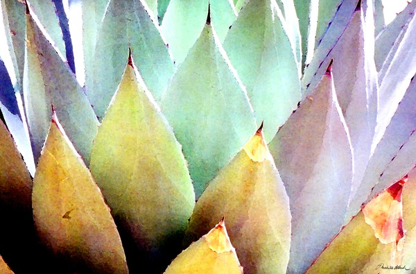 Century Plant No. 1