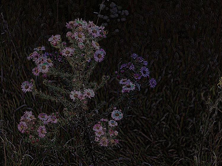 Lost flowers