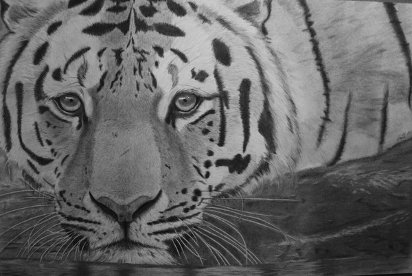 tiger