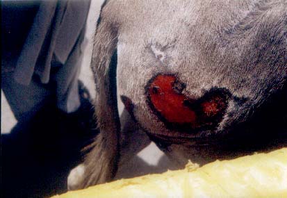 Wounded Donkey