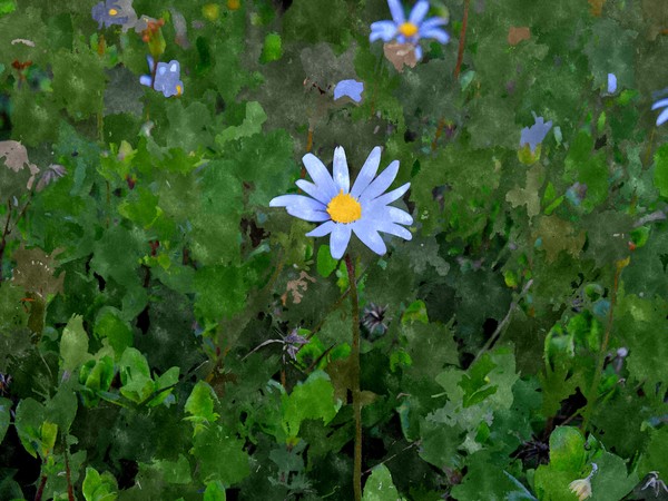 Flower Color Water