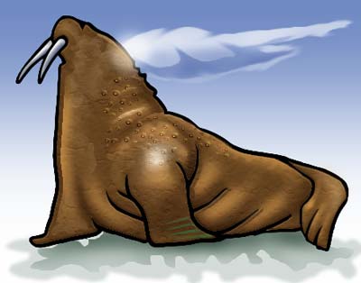 walrus
