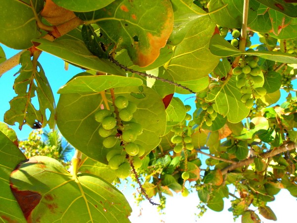 Sea Grapes