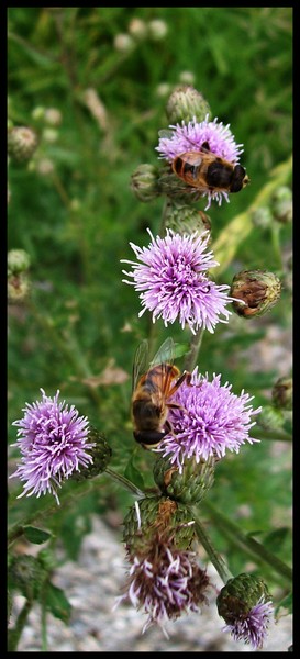 Bee Duo 1