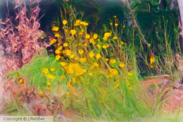 black eyed susans