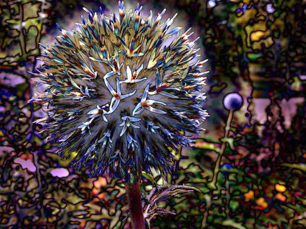 Painted Globe Thistle