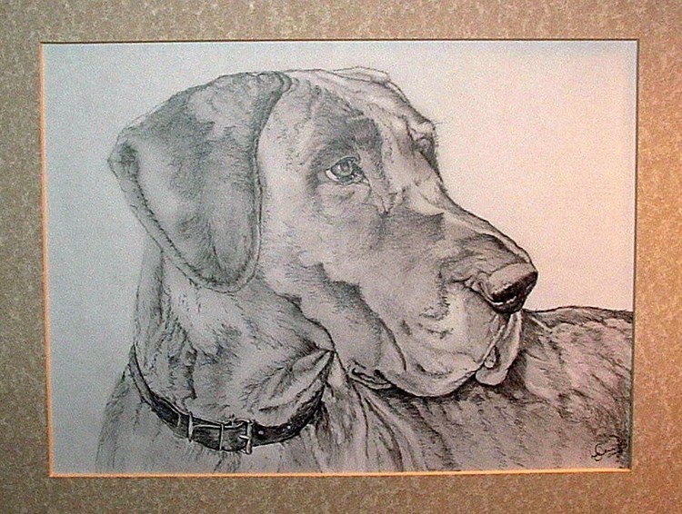 Great Dane