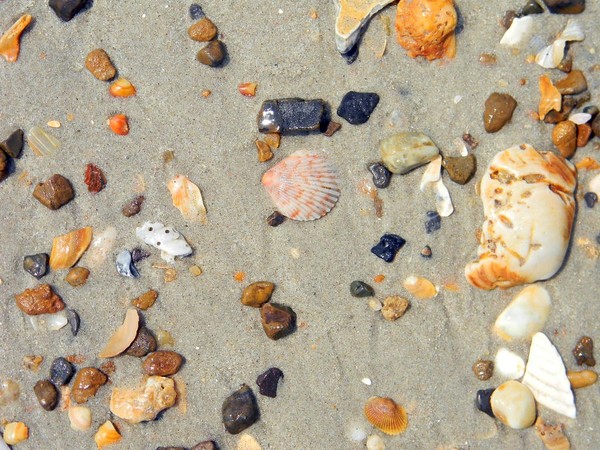 Sea Shells