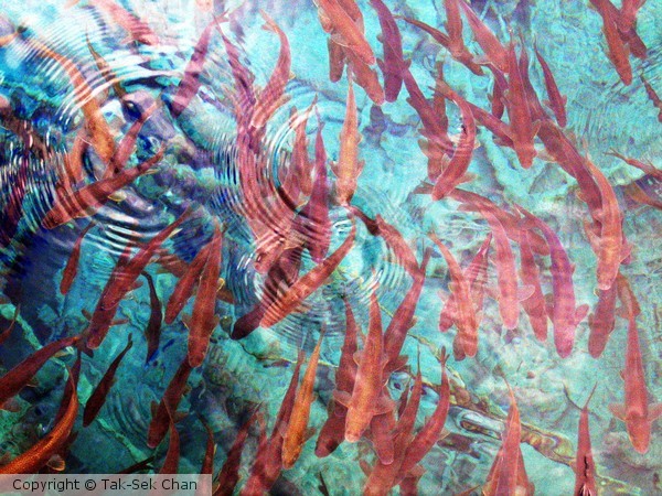 Naked Carps, Colorful Lake, Jiuzhaigou China