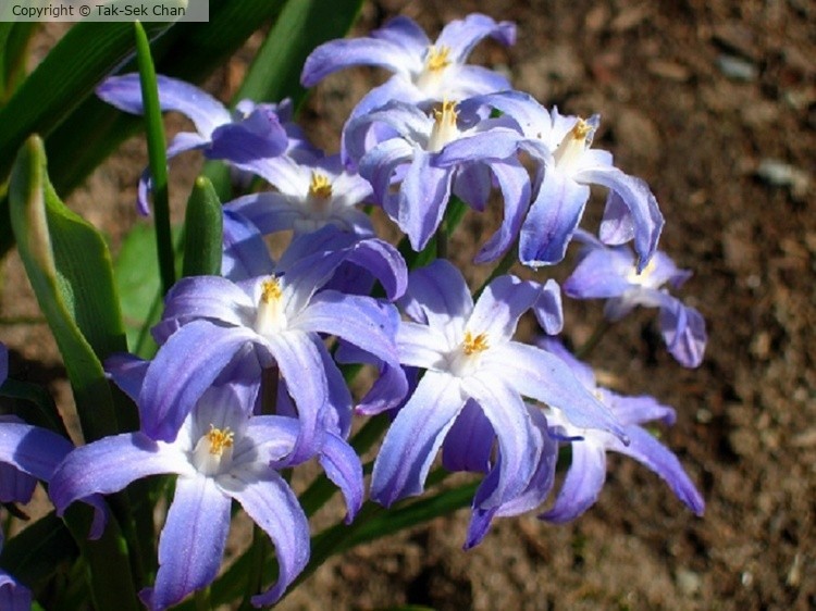 Glory-of-the-Snow (Chionodoxa luciliae) 04-22-2005