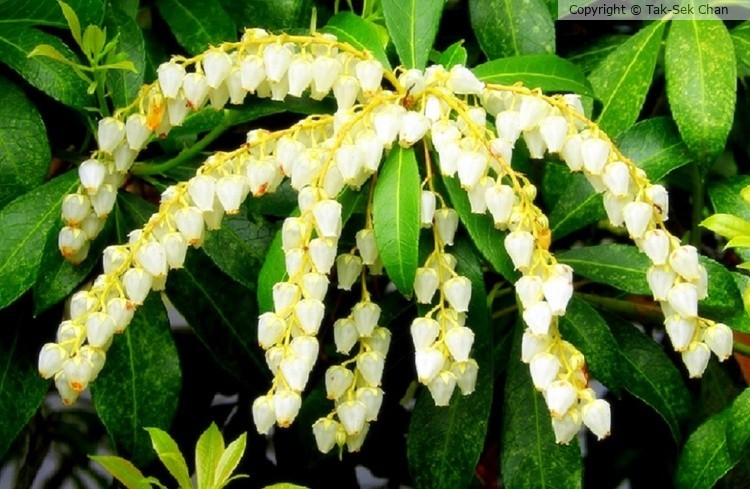 Lily-of-the-Valley Bush (Pieris japonica Scarlet O'Hara), Weston, MA, USA 05-04-2018