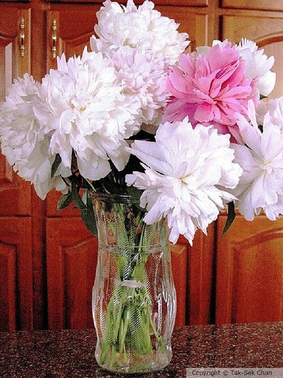 Peony Bouquet, Weston, MA, 06-12-2008