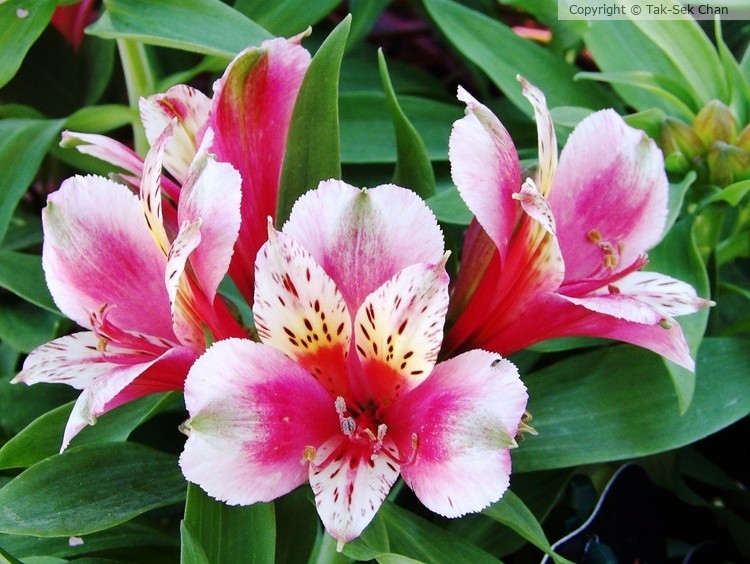Drawf Peruvian Princess Lily (Alstromeria), Russell's, 06-25-2015