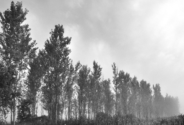 Into the fog