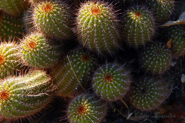 July 21 2007 Cacti