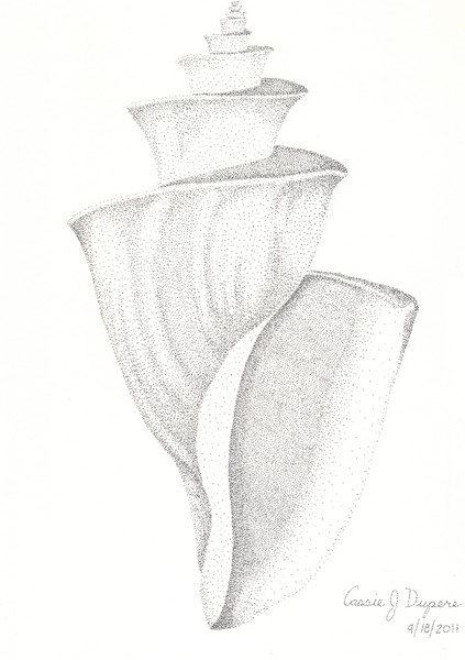 Seashell