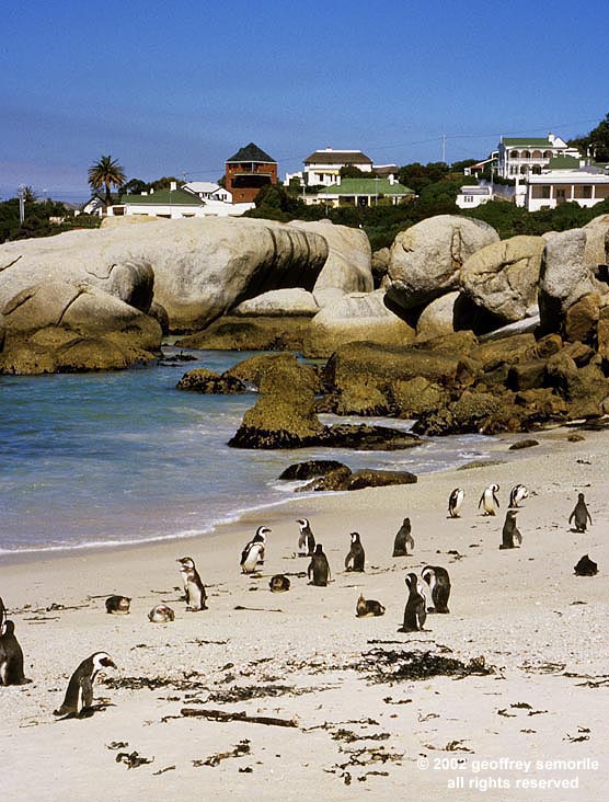 TUXEDO'S ON THE BEACH