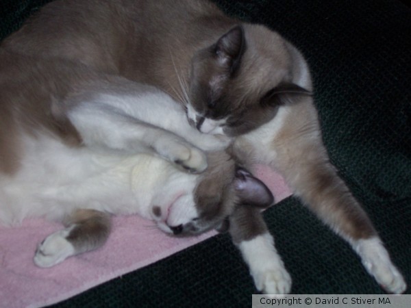 Sleeping Felines 05