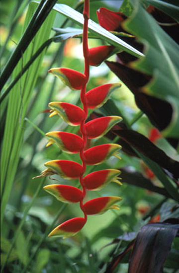 Hawaiian Flower
