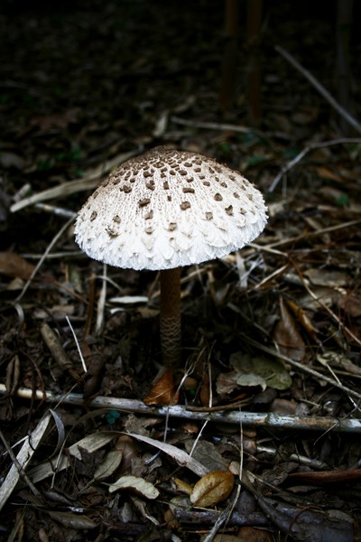 Wonderland