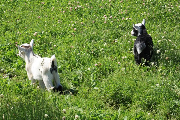 Baby goats