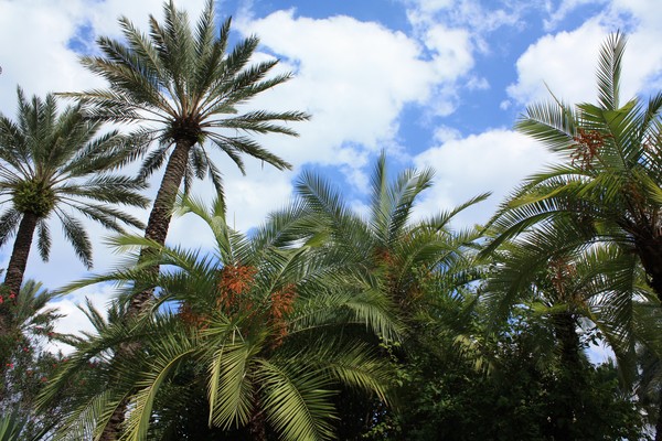 Palm Trees