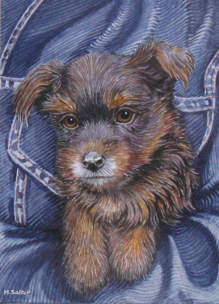 alittlepet