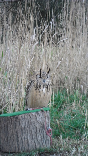 Owls and birds of prey 05