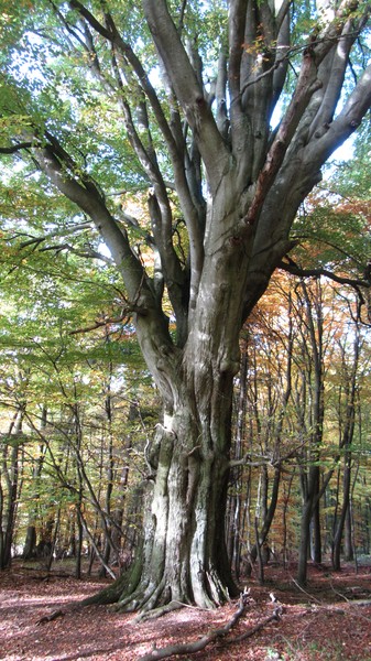 300 year old tree