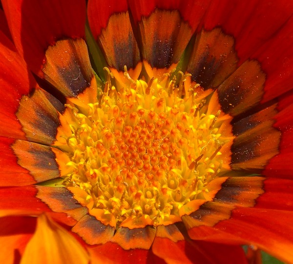 flower inside #9