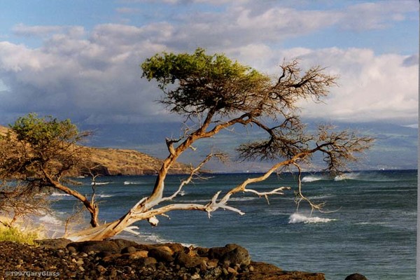 Lone Tree and Surf