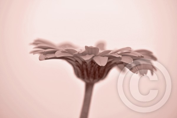 gerbera