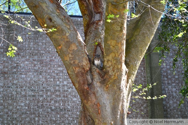 Squirrel in Tree