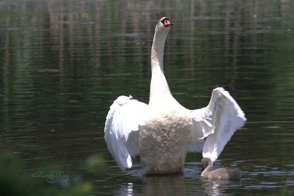 Majestic