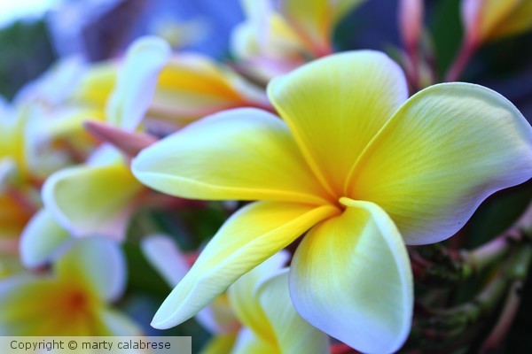 Plumeria in Bloom
