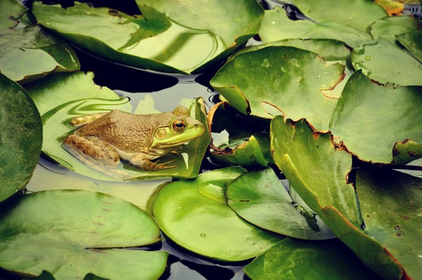 froggy night