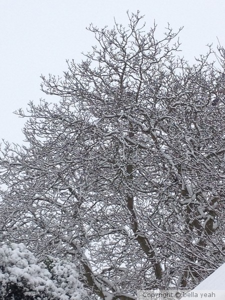 walnut tree in the snow